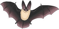 Katelyn Ekblom Sticker - Townsend's Big-Eared Bat
